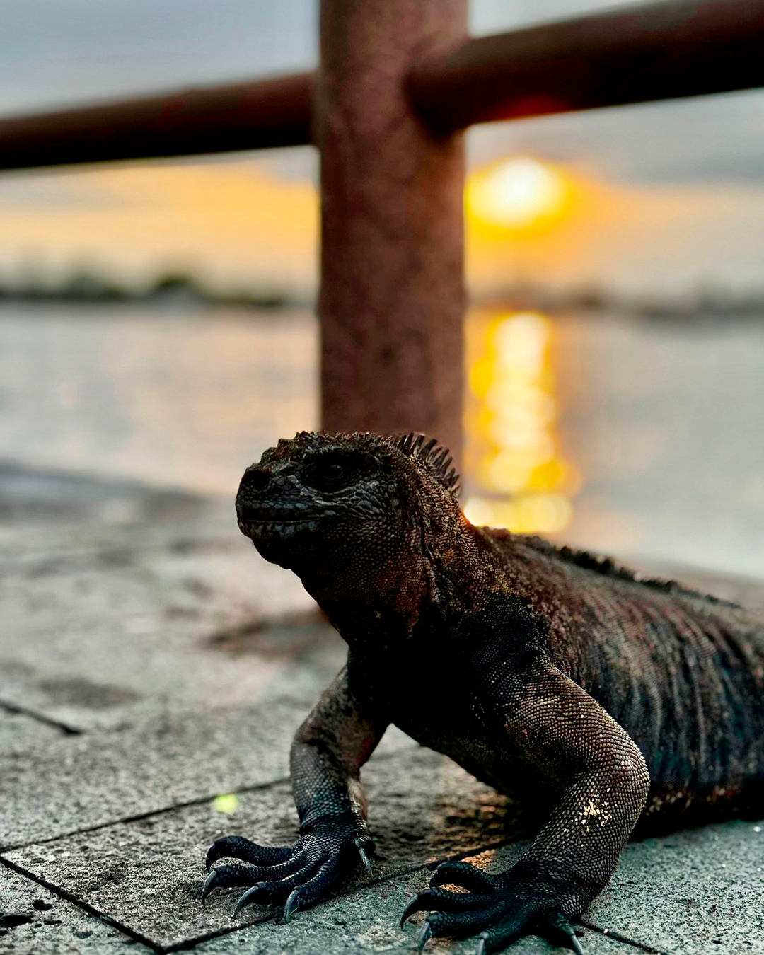 travelgalapagos_1713141046489