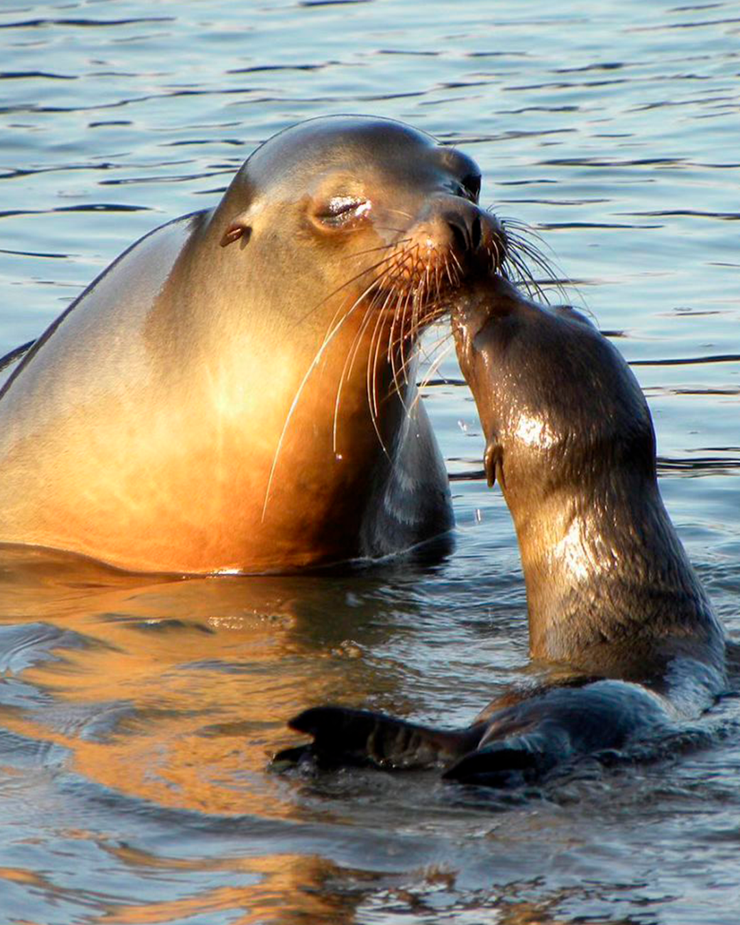 travelgalapagos_1713141160468